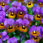 A group of pansies