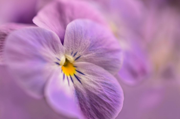 Close up of Pansy petals