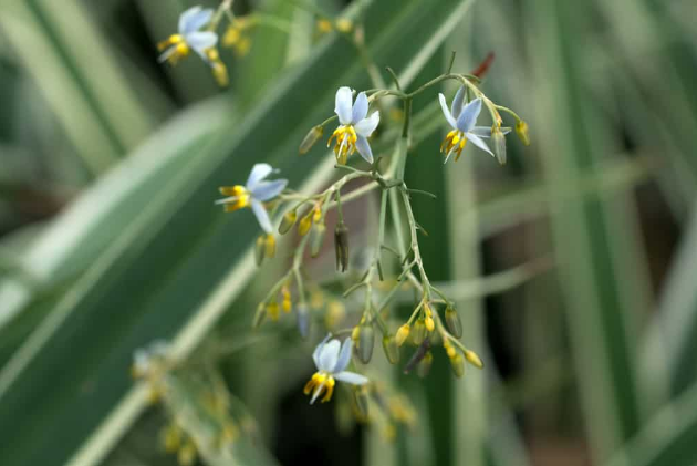 dianella plant