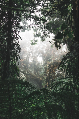 Rainforests, Earth’s lungs