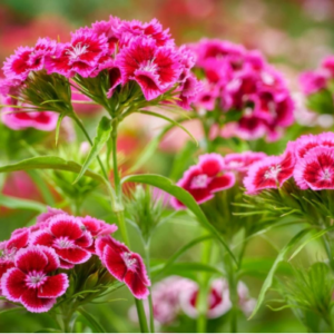 Sweet William