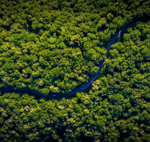 Rainforests, Earth’s lungs