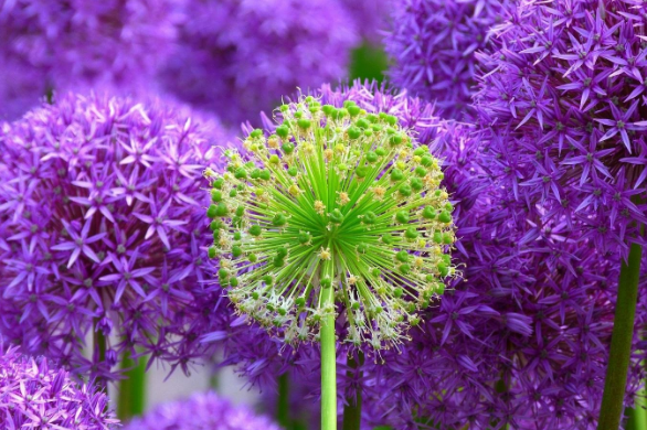 Beautiful Allium flower