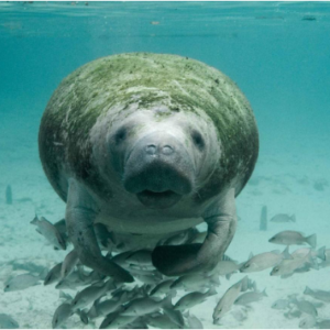 Manatee under water