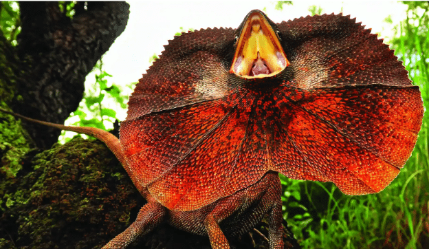  Frill-necked lizard