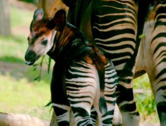 A young Okapi calf
