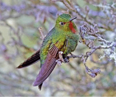 A fiery-throated metaltail.