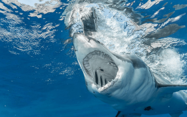 The Megamouth Shark