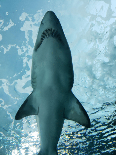  Megamouth Shark