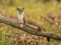 Weasel