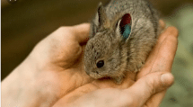 Pygmy Rabbit