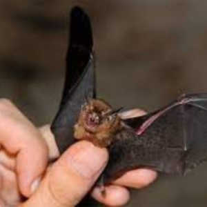 The wingspan of the bumblebee bat is visible.