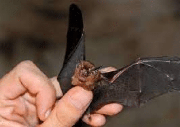 The wingspan of the bumblebee bat is visible.