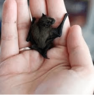 Little bat staying put.