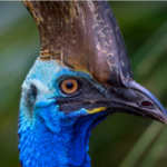 A close up picture of a Southern Cassowary.