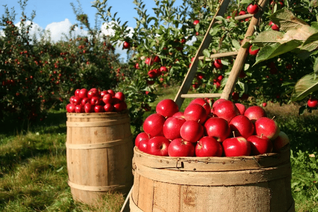 Fresh Apples taken from the tree