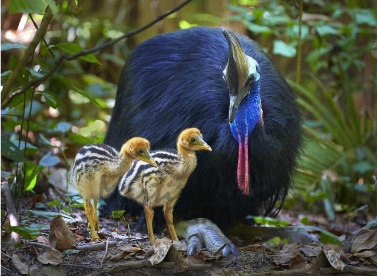  A Southern Cassowary with its chicks.