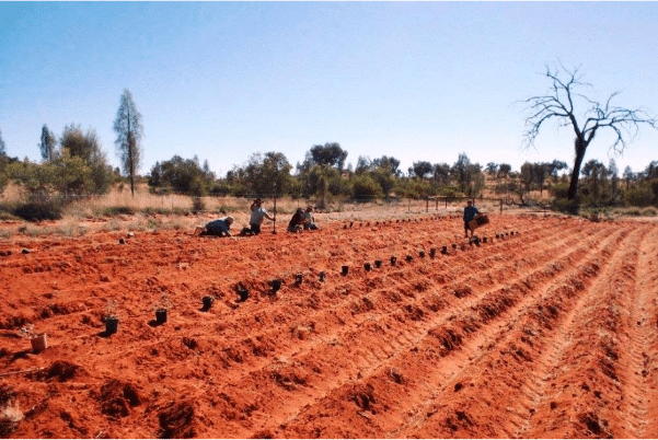 A bush tomato farm at Sandy Bore