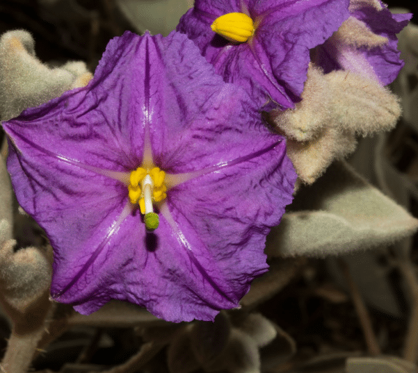  lavender bloom