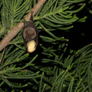 Fruit bat