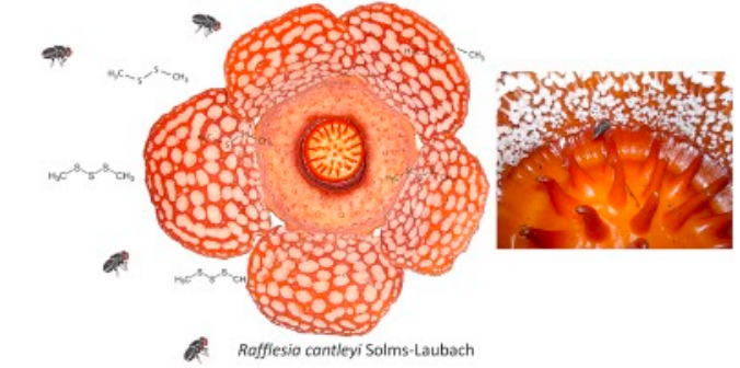 Pollination of Rafflesia