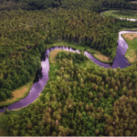 Amazon River