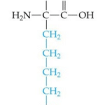 Lysine