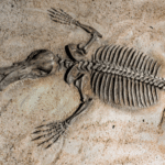 Palaeontology, the future of understanding past