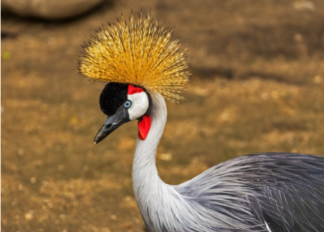 Grey Crowned Crane Tanzania's