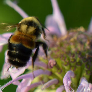 The rare Rusty Patched Bumble Bees