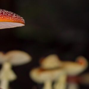 Tiny Umbrella Shaped Fungus That Is Both Healthy And Hazardous