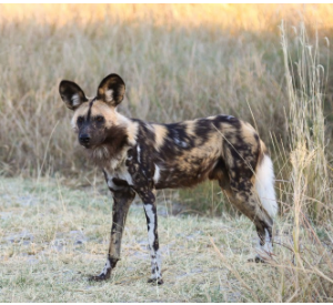 Lycaon pictus African Dog