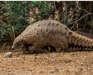  Pangolin