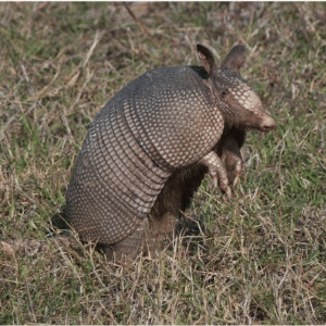  Armadillo