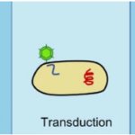 Transduction vis-à-vis Transformation and Conjugation