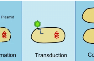 Transduction vis-à-vis Transformation and Conjugation