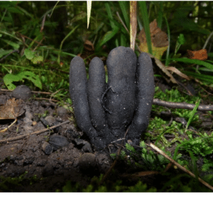 black swollen dead man's fingers