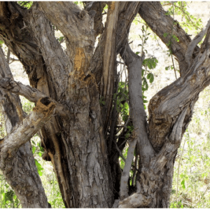 Ebony Tree