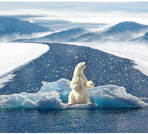 In the middle of the ice white polar bear is looking around the change in the climate