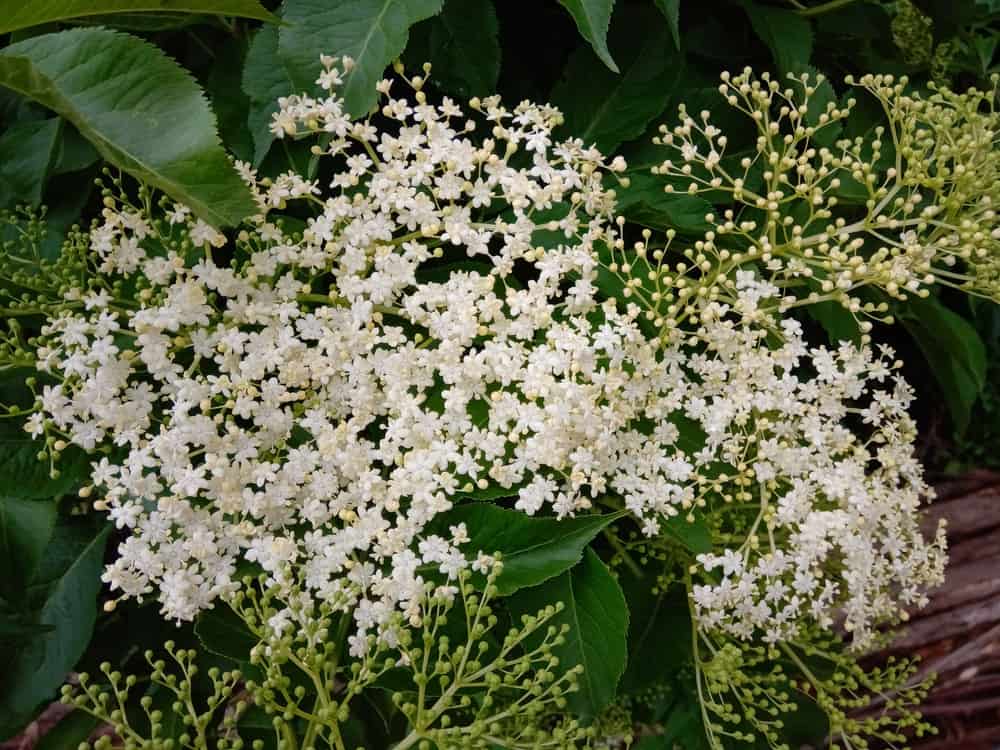 Sambucus