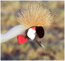 Ludwig’s Bustard, an African endangered bird species