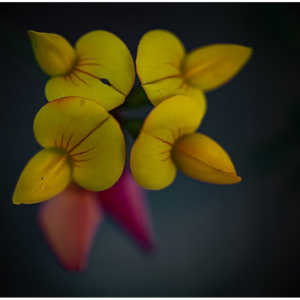 Lotus Corniculatus - flora