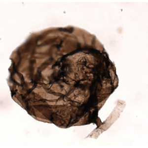 The first mold fossil found