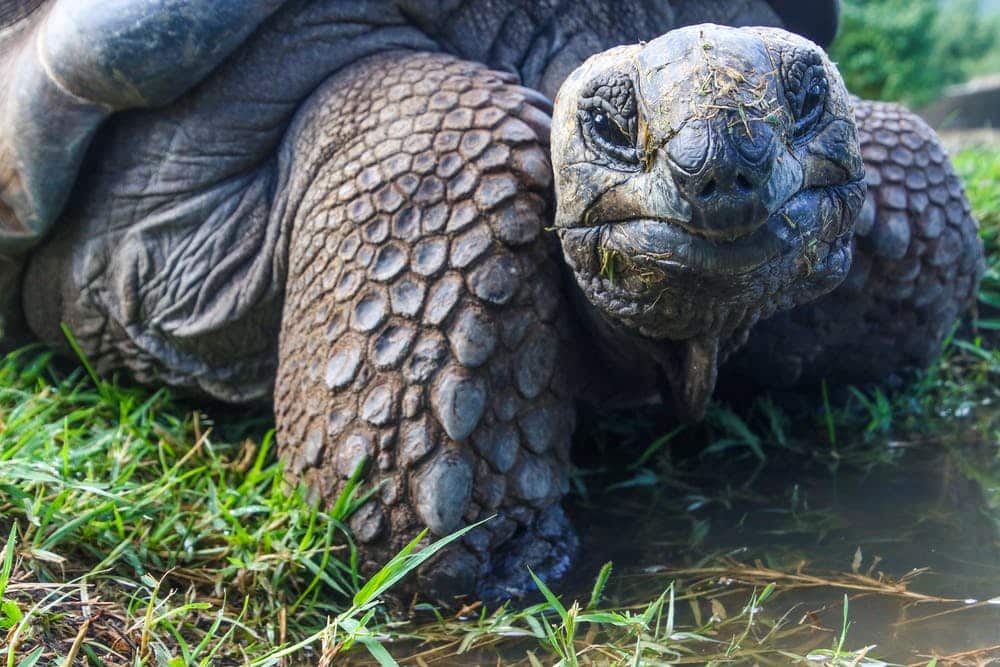 An aged galapagos tortoise