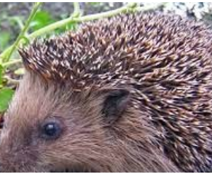 Hedgehog playing