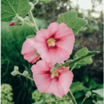 hollyhock