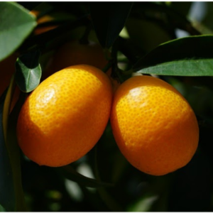 kumquat citrus family
