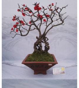 kumquat bonsai tree