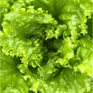 lettuce