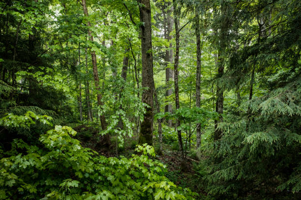 Lush green environment of forest view